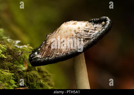 In prossimità della testa del Shaggy Inkcap fungo (Coprinus comatus) come essa si discioglie. Tipperary, Irlanda Foto Stock