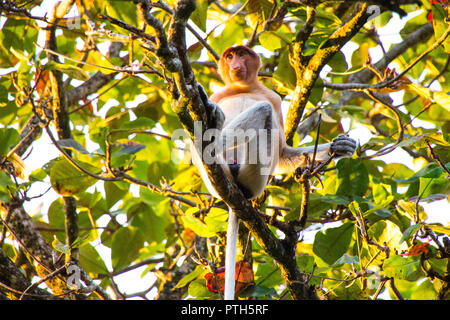 Wild proboscide Monkey seduto in una struttura ad albero in Borneo Foto Stock