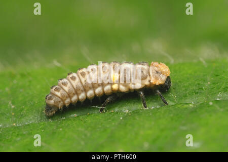 Il larice ladybird larva sulla foglia. Tipperary, Irlanda Foto Stock