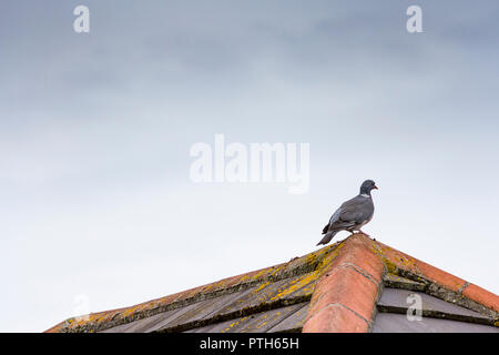 Colombaccio Columba polumbus, appollaiato su un tetto urbana, Dorset, Regno Unito Foto Stock