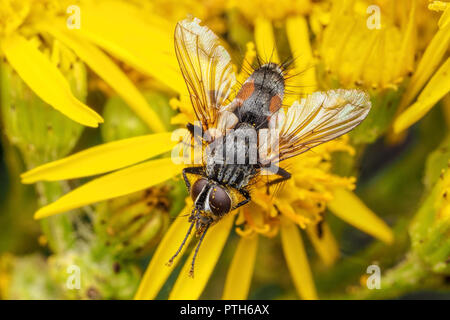 Tachinid fly (Eriothrix rufomaculata) sull'erba tossica fiore. Tipperary, Irlanda Foto Stock