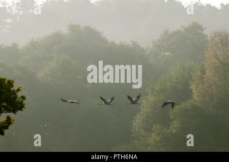 Quattro gru che volano su una fila all'alba di una mattina estiva Foto Stock