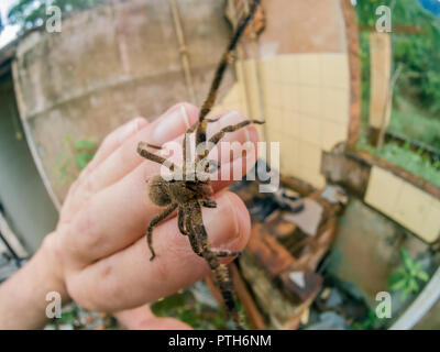 Phoneutria (brasiliano ragno errante, armadeira) camminando sulla mano umana, ragno velenoso famoso per essere mortale ma raramente punture sono fatali. Foto Stock