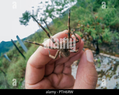 Phoneutria (brasiliano ragno errante, armadeira) camminando sulla mano umana, ragno velenoso famoso per essere mortale ma raramente punture sono fatali. Foto Stock