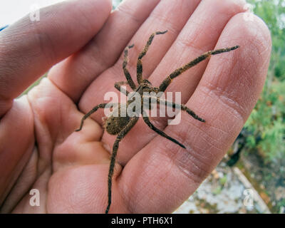 Phoneutria (brasiliano ragno errante, armadeira) camminando sulla mano umana, ragno velenoso famoso per essere mortale ma raramente punture sono fatali. Foto Stock