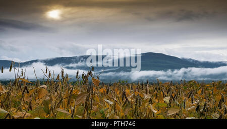 Fagiolo di soia campo in autunno con le montagne e le nuvole Foto Stock