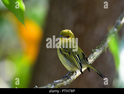 Un petto giallo Flycatcher posatoi su un ramo. Foto Stock