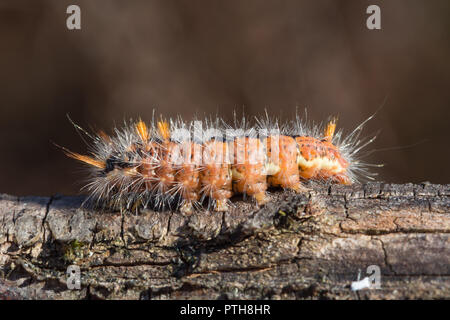 Dado albero di tussock moth caterpillar (Colocasia coryli larva) close-up Foto Stock