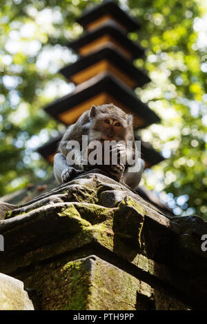 Le scimmie in Ubud Bali Foto Stock