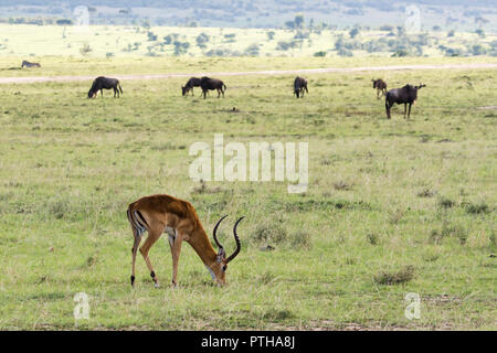 Impala pascolare nel Masai Mara National Reserve, Kenya Foto Stock