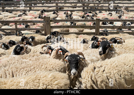 Penne di bestiame di pecora di Swaledale in attesa di tosatura in estate Harrogate North Yorkshire Inghilterra Regno Unito Gran Bretagna Foto Stock