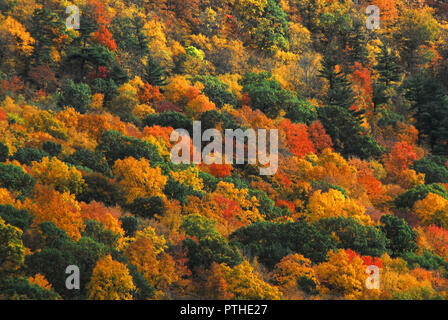 Il vibrante bellissimi colori autunnali di una varietà di alberi su un Connecticut pendio di montagna. Foto Stock