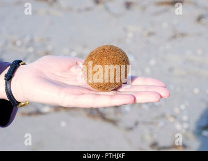 In prossimità di una sfera del mare la Posidonia oceanica, Nettuno erba Tapeweed Mediterranea di materiale fibroso (egagropili), vicino a Arborea, Sardegna, Italia Foto Stock