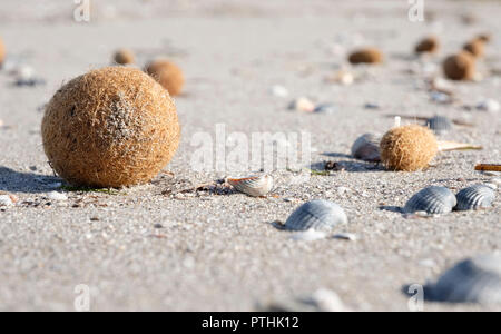 Le sfere del mare su una spiaggia da Posidonia oceanica, Nettuno erba Tapeweed Mediterranea di materiale fibroso (egagropili), vicino a Arborea, Sardegna, Italia Foto Stock