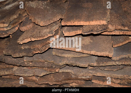 Vecchia di corteccia di sughero memorizzati per essiccazione, pelati plance di sughero da Quercus suber tree si asciuga per la successiva elaborazione Foto Stock