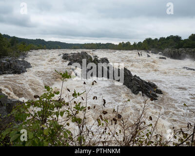 Grande cade nel fiume Potomac dopo una pioggia pesante Foto Stock