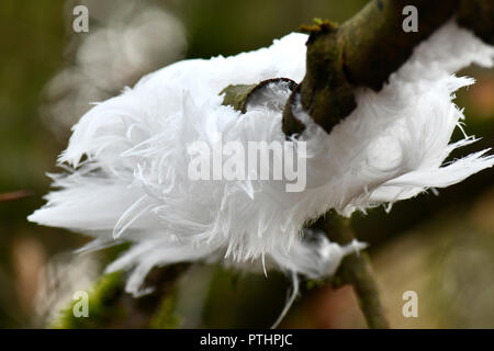 Exidiopsis effusa o ghiaccio capelli raro fungo che cresce su legno morto il fuoco selettivo bokeh sfondo per il testo su laici o spazio di copia Foto Stock