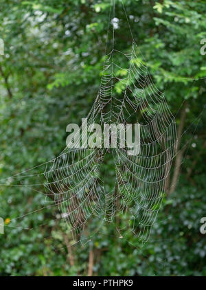 Spider Web con gocce di rugiada appesa da albero Foto Stock