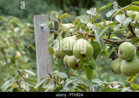 Pyrus communis. Pera "Giuseppina de Malines" frutti sulla struttura ad albero Foto Stock