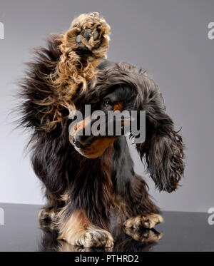 Un adorabile inglese Cocker Spaniel graffiare la sua gamba - studio shot, isolato su grigio. Foto Stock