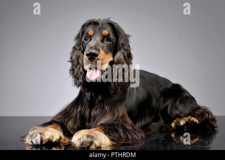 Studio shot di un adorabile inglese Cocker Spaniel giacenti su uno sfondo grigio. Foto Stock