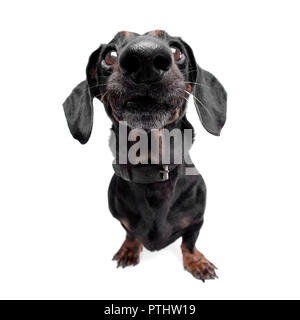 Ampia angolazione di un adorabile Bassotto in piedi su sfondo bianco. Foto Stock