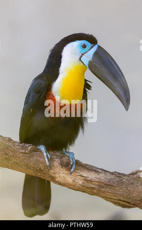 Chiglia fatturati Toucan, Ramphastos sulfuratus, uccello con big bill. Toucan seduta sul ramo nella foresta, vegetazione verde, Nicaragua. Viaggi Natura in America centrale. Foto Stock