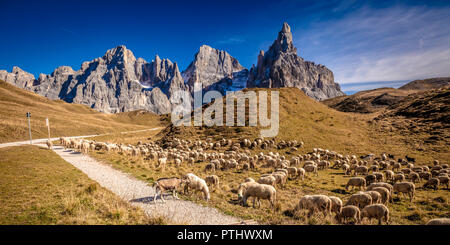 Gregge di pecore in passo Rolle, alpi italiane Foto Stock