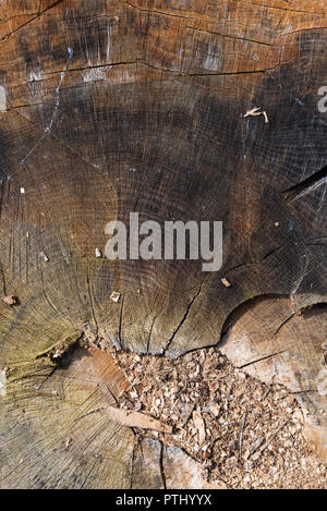 Legno di quercia in sezione longitudinale, bella texture riempito di crepe e nodi, sfondo, close up Foto Stock