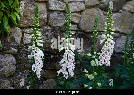 Digitalis bianco dalmata ibrido F1,bianco,spotted,screziato,fiore,fiori,spike,punte,guglia,guglie,giardino,Molla,RM Floral Foto Stock