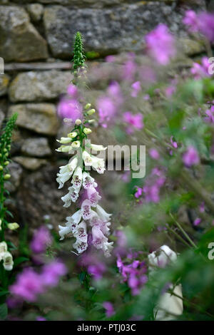 Digitalis bianco dalmata ibrido F1,bianco,spotted,screziato,fiore,fiori,spike,punte,guglia,guglie,giardino,Molla,RM Floral Foto Stock