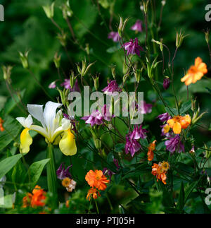 Olandese iris ali d'Angelo,Iris x hollandica ali d'Angelo,aquilegia vulgaris,columbine,rosa,bianco,giallo,fiori,la molla, giardino,giardino,RM Floral Foto Stock