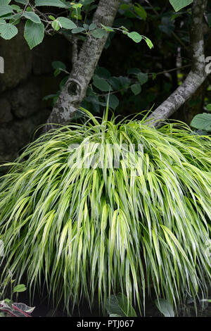 Hakonechloa macra aureola, Golden giapponese di erba di foresta, erbe, variegato, Fogliame, foglie, ombra, ombroso, ombreggiato, giardino, giardinaggio,RM Floral Foto Stock