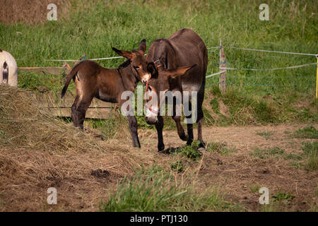 Asino mamma e bambino Foto Stock