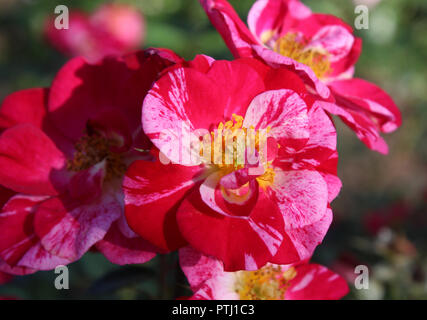 Una bella rosa e rosso, variegato di fiori di rose, nelle prime ore del mattino la luce del sole. Foto Stock