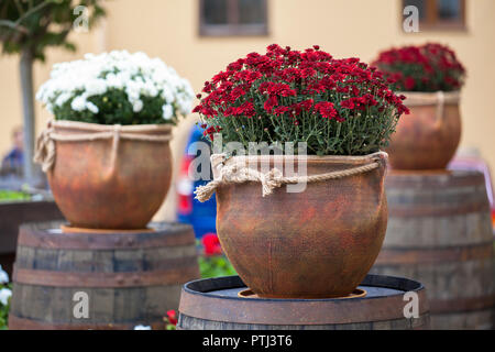 Grandi vasi di fiori con il bianco e il rosso borgogna crisantemi. Vasi con fiori di stand in botti di legno. Vendita di fiori Foto Stock