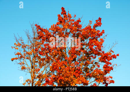 Rosso-giallo tree contro un cielo blu sullo sfondo. Foto Stock