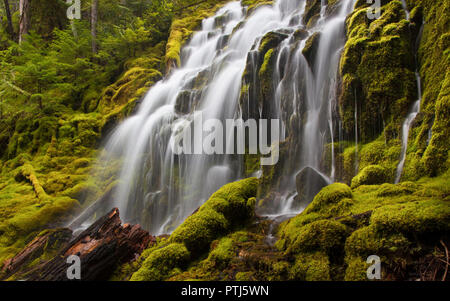 Proxy superiore scende in Oregon con rocce di muschio e registri nella foresta Foto Stock