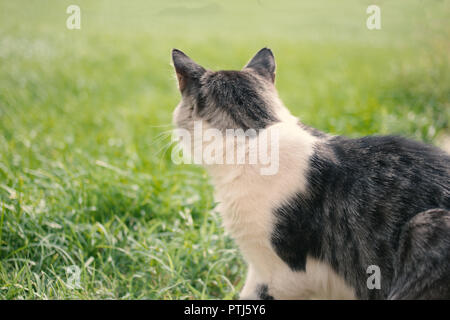 Tabby e white cat volse seduto sull'erba verde nozione di animale Adozione e senzatetto Foto Stock