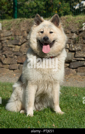 Eurasier cane Foto Stock