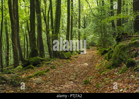 Foglie di autunno su un sentiero attraverso il bosco in Galles del Sud. Foto Stock