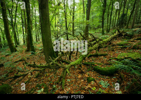 Coperte di muschio albero caduto nel bosco in Galles del Sud. Foto Stock