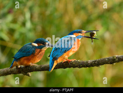 Kingfisher Foto Stock