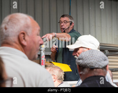 Banditore a Melton Mowbray mercato del bestiame. Foto Stock