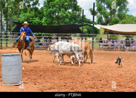 Tom Curtain il canto cowboy di eseguire gli arrotondamenti sterzare nella sua esperienza Outback show di Katherine, il Territorio del Nord, l'Australia Foto Stock