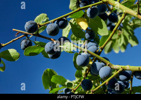 Prunus spinosa Prugnolo Prugnoli su un ramo UK Foto Stock