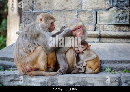 Le scimmie a Shree tempio di Pashupatinath a Kathmandu. Foto Stock