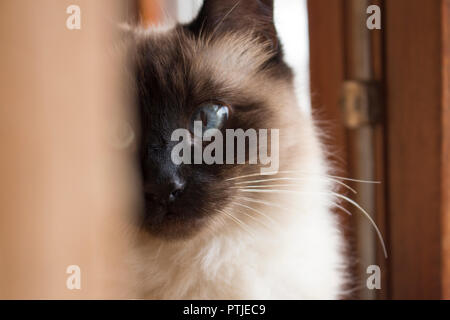 Gatto Siamese Gatto Con Grandi Bellissimi Occhi Azzurri E Faccia