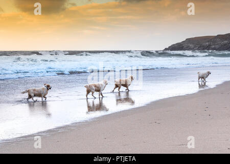 Golden Retriever godendo di una passeggiata lungo il litorale a Holywell Bay beach in Cornovaglia. Foto Stock