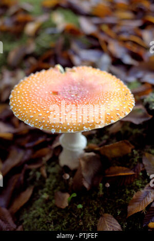 Primo piano di un'amanita muscaria guessowii, un giallo-arancio-rossastro funghi allucinogeni con verruche bianco, in BC, marrone con foglie di autunno Foto Stock